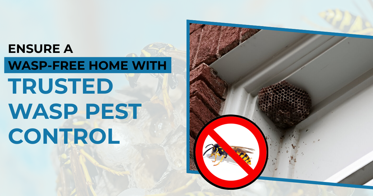Wasp Pest Control to Keep Your Home Wasp-Free and Protected