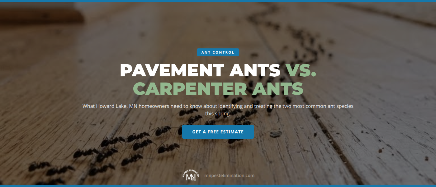 Pavement Ants vs. Carpenter Ants: What Howard Lake, MN Homeowners Need to Know