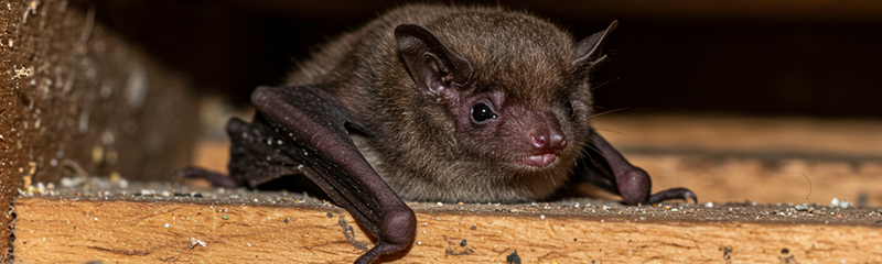 Bat Control Image